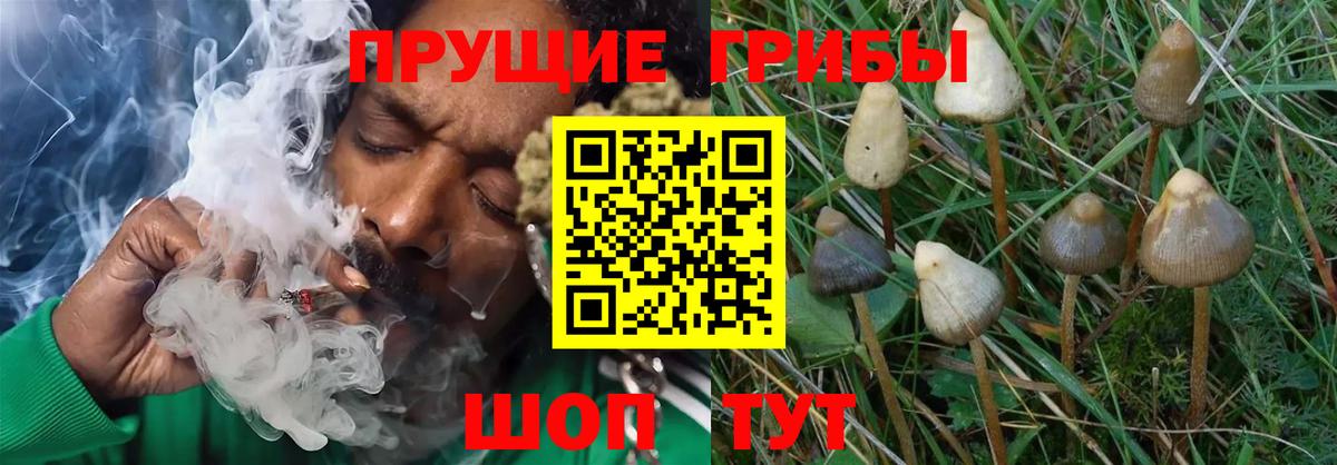 Галлюциногенные грибы ЛСД Сатка